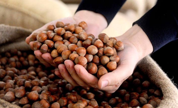 Trabzon’da fındık fiyatları açıklandı: Levant 18,80 liradan başladı