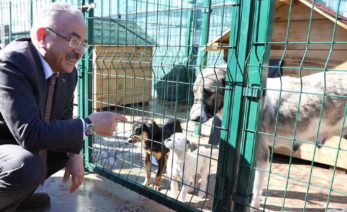 Ordu’da hayvanlara modern barınak