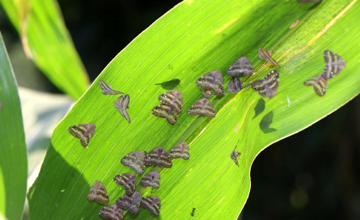 Doğu Karadeniz'de 'Vampir' kelebeği yok edecek ilaç geliştirildi