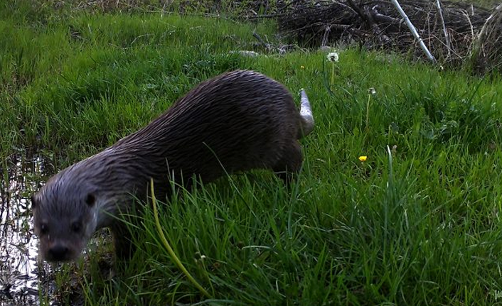 Eskişehir'de ilk kez su samuru görüntülendi