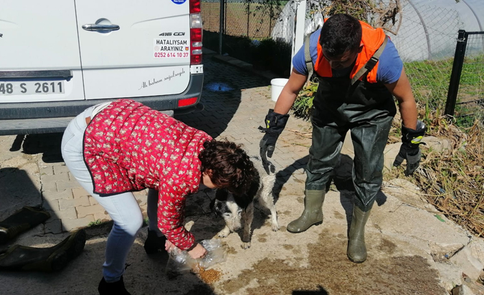 Mahsur kalan köpeği itfaiye kurtardı