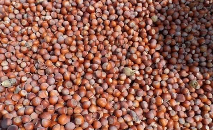 Fındığı kadınlar araştırıp geliştiriyor