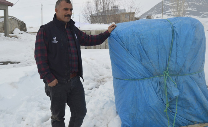 Fareler çiftçileri bezdirdi
