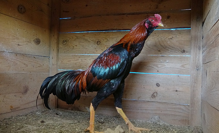 Araba fiyatına horoz!