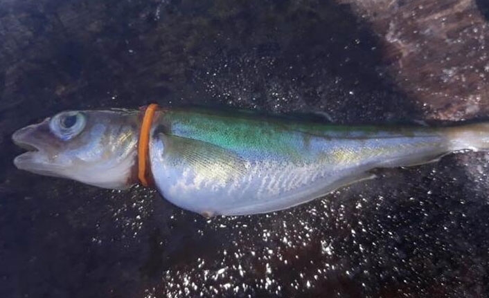 Denizde korkutan manzara! Plastik halka boğazına dolanmış halde yakaladı