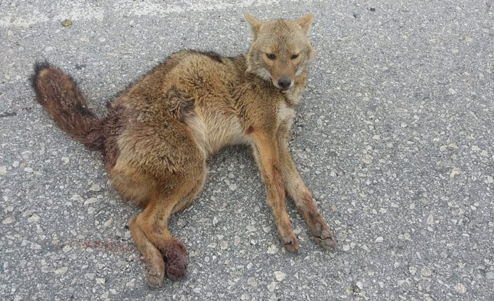 Adıyaman’da tilkiye otomobil çarptı