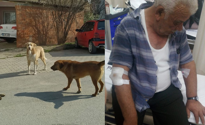 Başıboş köpekler yaşlı adamı hastanelik etti!