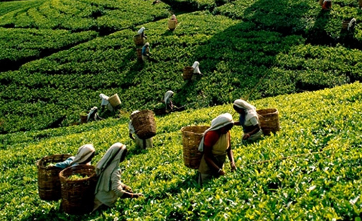 Rize'de çayın nasıl toplanacağını belirlemek için toplantılar