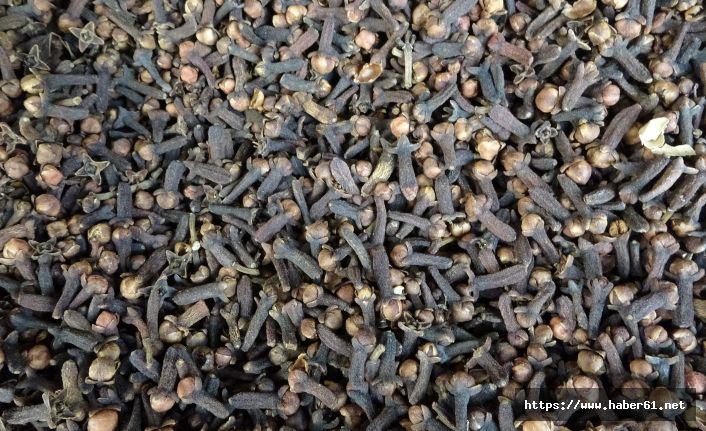 Koronavirüse karşı bağışıklığın önemi