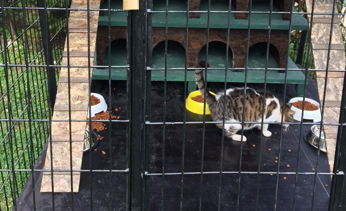 Sahipsiz kediler için 'Kedi Evi'