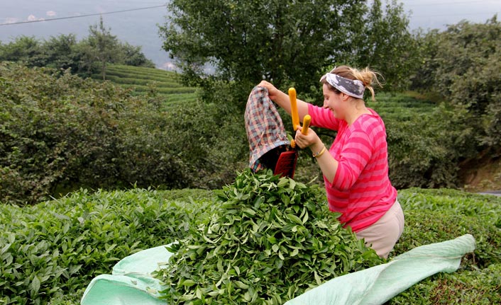 Çay üreticilerine çağrı: “Gübreleme için acele etmeyin”