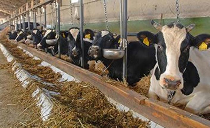 Trabzon’da hayvancılık zorda