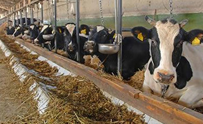 Destek çağrısı geldi!: Trabzon’da hayvancılık zorda!