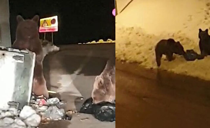 Korona ayısı! Kendisini suçüstü yakalayan fotoğrafçıyı görünce...