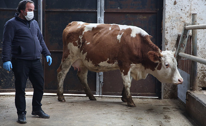 Milli dayanışma kampanyasına iki inek bağışladı