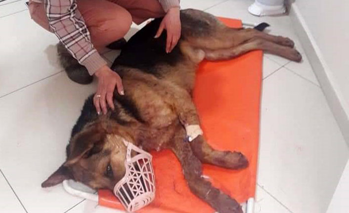 Çarptığı köpeği ölüme terk edip kaçtı
