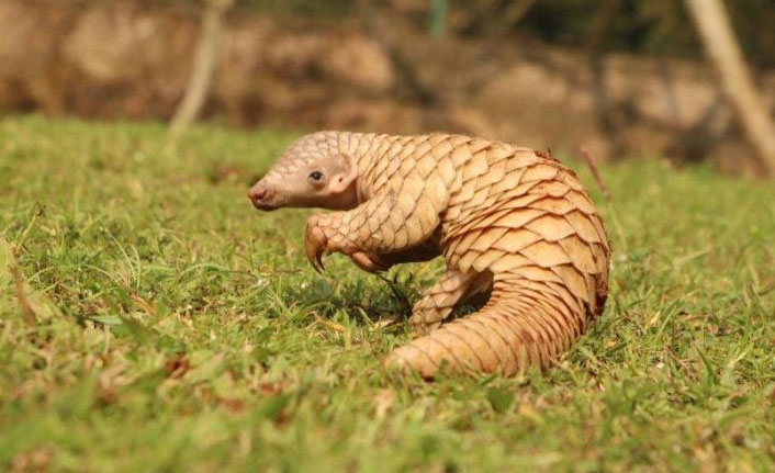Gabon, pangolin ve yarasa satışını yasakladı
