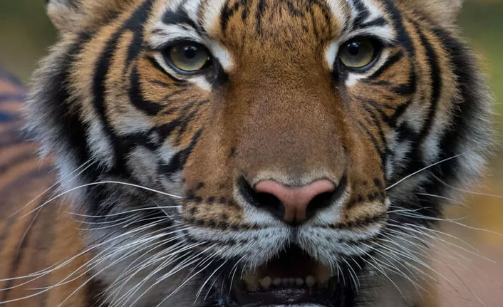 Koronavirüs kaplana da bulaştı