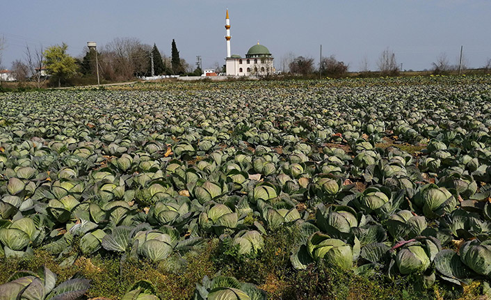 Beyaz lahana tarlada hasat bekliyor
