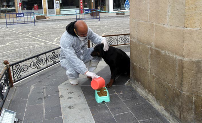 Bayburt’ta sokak hayvanlarına pandemi sürecinde düzenli mama desteği