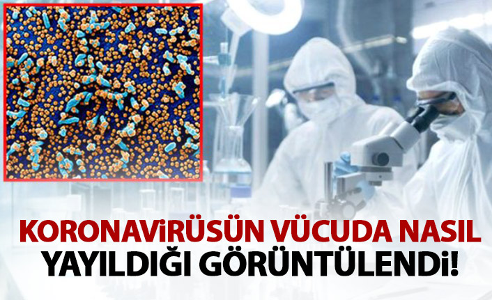 Koronavirüsün vücuda nasıl yayıldığı görüntülendi