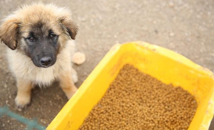 Bayburt'ta sokak hayvanlarına mama ve su bırakıldı