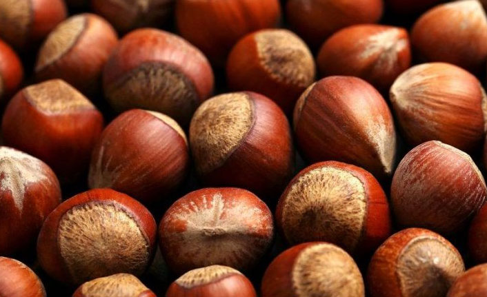 Ergan, fındık ihracatına destek istedi