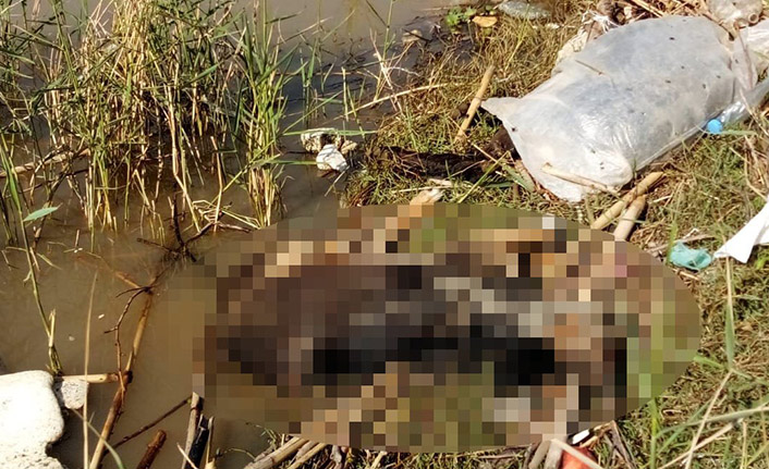 Köpekleri çuvala koyup nehire atmışlar