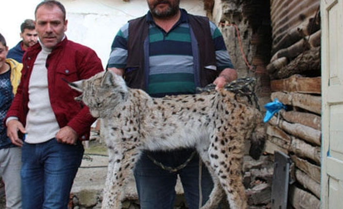 19 tavuğu telef eden vaşak böyle yakalandı