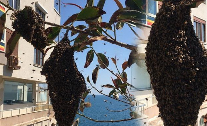 Ağaçta arı alarmı!