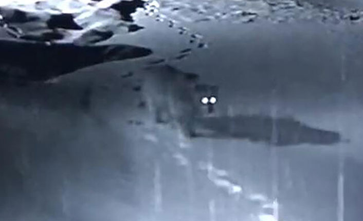 Yiyecek arayan ayı güvenlik kamerasında