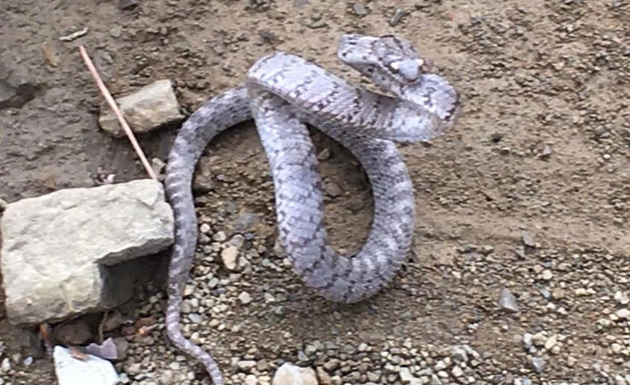 Kahramanmaraş’ta ilk kez kedi gözlü yılan görüntülendi