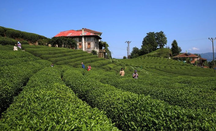 Çay ihracatı yüzde 51 arttı