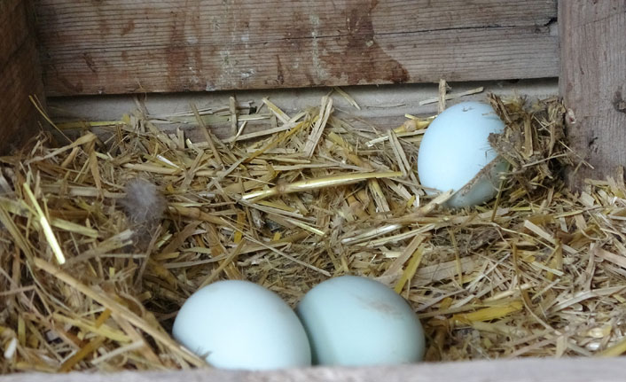 Mavi yumurtlayan tavuk görenleri şaşırtıyor