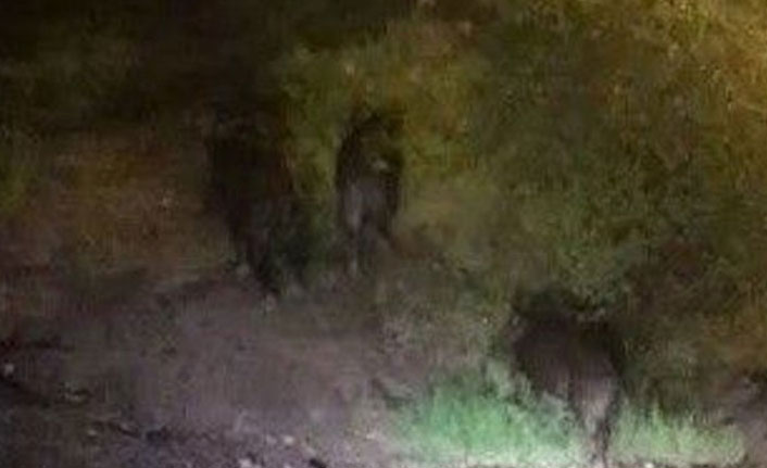 Aç kalan domuzlar şehre indi