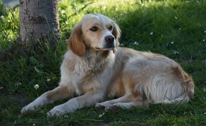 Tedavi gören sahibini hastanenin bahçesinde bekliyor