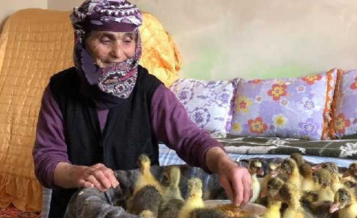 Kaz ve hindi yavrularını odada büyütüyor