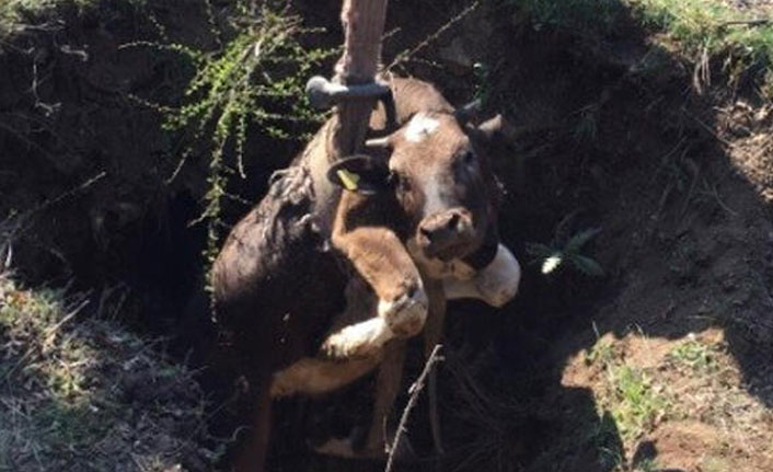 Define çukuruna düşen inek kurtarıldı
