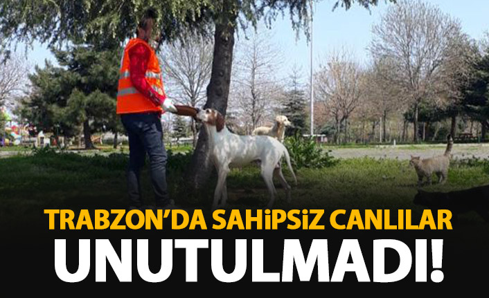 Büyükşehir sahipsiz canlılara sahip çıktı