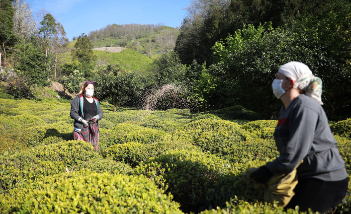 Çay üreticileri sezona hazırlanıyor