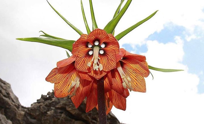 Diyarbakır'da 'Ağlayan gelin' gün yüzüne çıktı