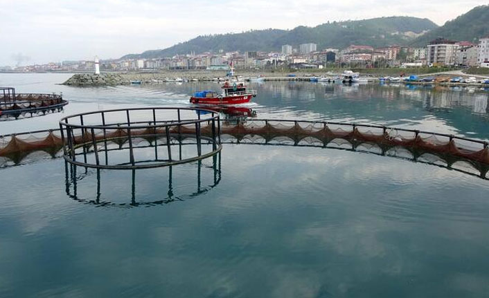 Karadeniz’de kültür balıkçılığına ilgi arttı