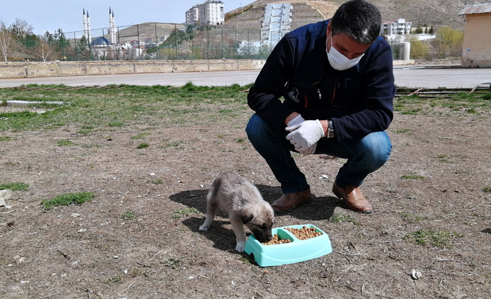 Bayburt'ta sokak hayvanları unutulmadı