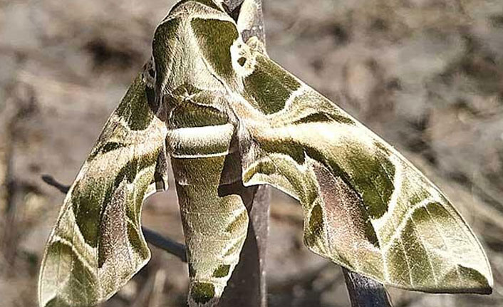 Sadece geceleri görülüyor! Askeri kamuflaj desenli...