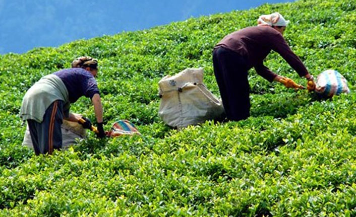 Çay üreticileri için flaş açıklama! il dışı yasaklandı!