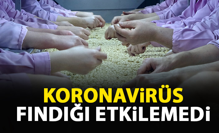 Koronavirüs fındığı etkilemedi
