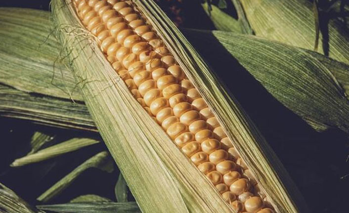 Mısır fiyatları, 3,5 yılın en düşük seviyesini gördü