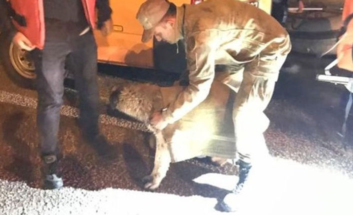 Baraj gölünde mahsur kalan köpekleri AFAD ekipleri kurtardı