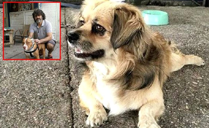 Kendilerine havlayan 2 köpeği ve sahibini bıçakladı