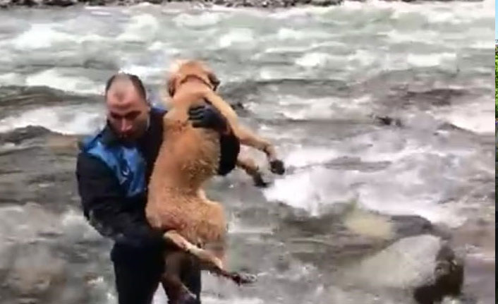 Zabıta dereden köpek kurtardı